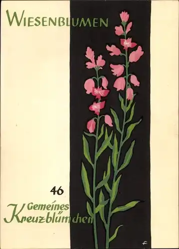 Künstler Ak Wiesenblumen der Heimat 46, Jugendherbergsgroschen, Gemeines Kreuzblümchen