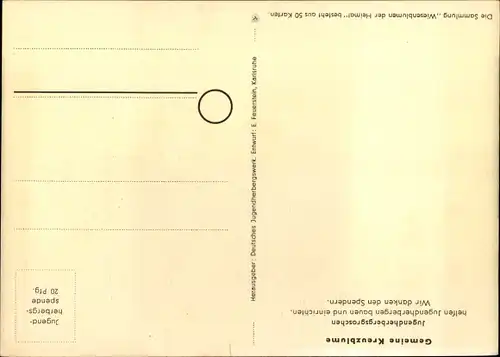 Künstler Ak Wiesenblumen der Heimat 46, Jugendherbergsgroschen, Gemeines Kreuzblümchen