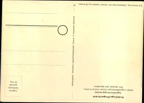 Künstler Ak Wiesenblumen der Heimat 45, Jugendherbergsgroschen, Frühlings Fingerkraut