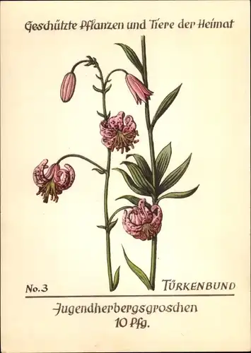 Künstler Ak Geschützte Pflanzen und Tiere der Heimat 3, Jugendherbergsgroschen, Türkenbund