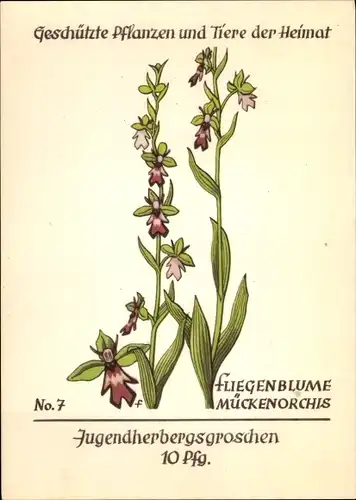 Ak Geschützte Pflanzen und Tiere der Heimat 7, Jugendherbergsgroschen, Fliegenblume, Mückenorchis