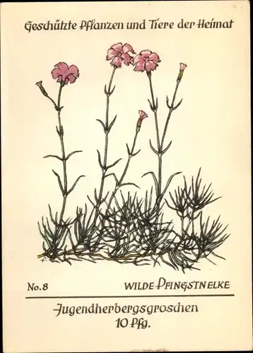 Künstler Ak Wilde Pfingstnelke, Geschützte Pflanzen und Tiere der Heimat No. 8, Jugendherbergswerk