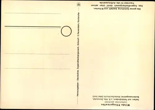 Künstler Ak Wilde Pfingstnelke, Geschützte Pflanzen und Tiere der Heimat No. 8, Jugendherbergswerk