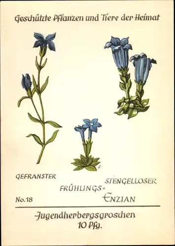 Künstler Ak Frühlings Enzian, Geschützte Pflanzen und Tiere der Heimat Nr 18, Jugendherbergswerk