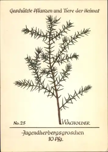 Künstler Ak Wacholder, Geschützte Pflanzen und Tiere der Heimat Nr 25, Jugendherbergswerk