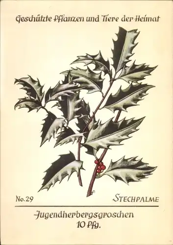 Künstler Ak Stechpalme, Geschützte Pflanzen und Tiere der Heimat Nr 29, Jugendherbergswerk