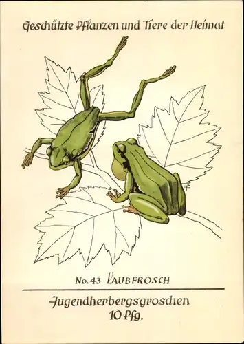 Künstler Ak Laubfrosch, Jugendherbergsgroschen, Geschützte Pflanzen und Tiere der Heimat 43