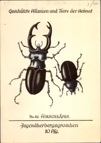 Künstler Ak Hirschkäfer, Jugendherbergsgroschen, Geschützte Pflanzen und Tiere der Heimat 46