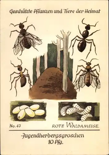 Künstler Ak Rote Waldameise, Jugendherbergsgroschen, Geschützte Pflanzen und Tiere der Heimat 47