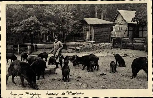 Ak Moritzburg Sachsen, Fütterung der Wildscheine