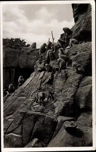 Ak Hamburg Eimsbüttel Stellingen, Carl Hagenbeck's Tierpark, Affenfelsen, Mantelpaviane