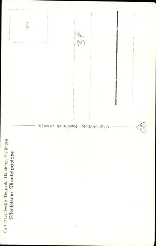 Ak Hamburg Eimsbüttel Stellingen, Carl Hagenbeck's Tierpark, Affenfelsen, Mantelpaviane