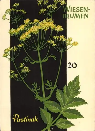 Künstler Ak Wiesenblumen der Heimat 20, Jugendherbergsgroschen, Pastinak