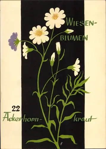 Künstler Ak Wiesenblumen der Heimat 22, Jugendherbergsgroschen, Ackerhornkraut