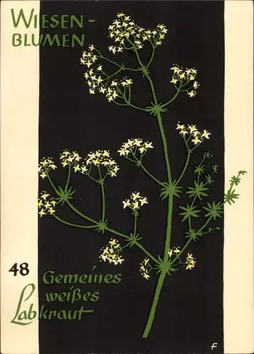 Künstler Ak Wiesenblumen der Heimat 48, Jugendherbergsgroschen, Gemeines weißes Labkraut