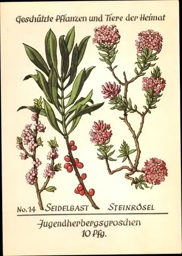 Ak Seidelbast, Steinrösel, Jugendherbergsgroschen, Geschützte Pflanzen und Tiere der Heimat Nr. 14