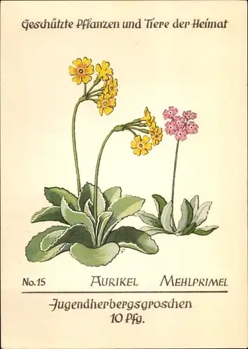 Ak Aurikel, Mehlprimel, Jugendherbergsgroschen, Geschützte Pflanzen und Tiere der Heimat Nr. 15