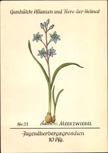 Künstler Ak Meerzwiebel, Geschützte Pflanzen und Tiere der Heimat Nr 21, Jugendherbergswerk