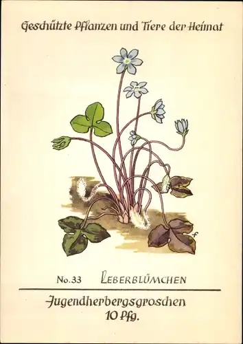 Künstler Ak Leberblümchen, Geschützte Pflanzen und Tiere der Heimat Nr 33, Jugendherbergswerk