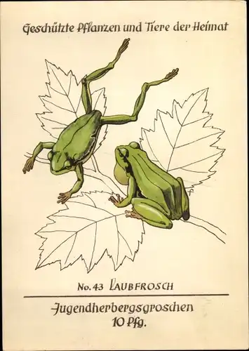 Künstler Ak Laubfrosch, Jugendherbergsgroschen, Geschützte Pflanzen und Tiere der Heimat 43