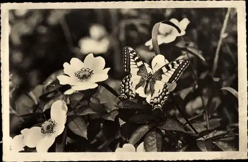 Ak Schmetterling und Blumen, Schwalbenschwanz