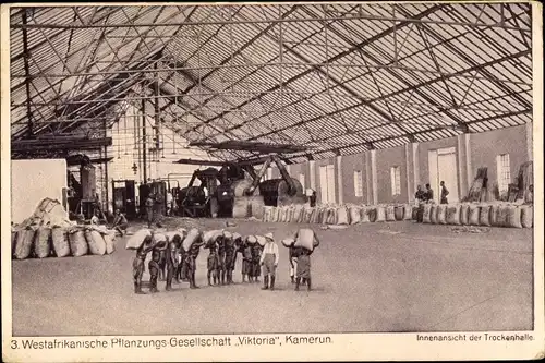 Ak Kamerun, Westafrikanische Pflanzengesellschaft Viktoria, Innenansicht der Trockenhalle