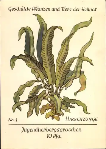 Künstler Ak Geschützte Pflanzen und Tiere der Heimat 1, Jugendherbergsgroschen, Hirschzunge, Farn