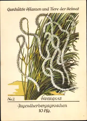 Künstler Ak Geschützte Pflanzen und Tiere der Heimat 2, Jugendherbergsgroschen, Federgras