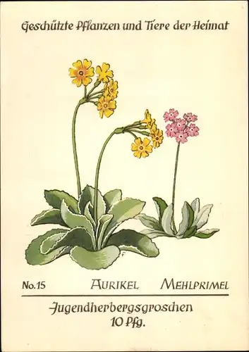 Ak Aurikel, Mehlprimel, Jugendherbergsgroschen, Geschützte Pflanzen und Tiere der Heimat Nr. 15