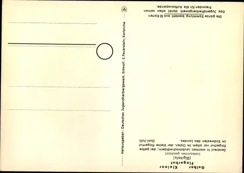 Ak Gelber Fingerhut, Jugendherbergsgroschen, Geschützte Pflanzen und Tiere der Heimat Nr. 16