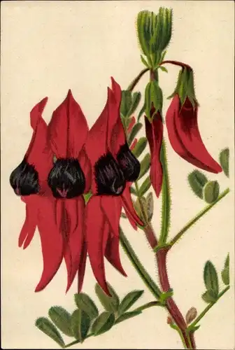 Künstler Ak Dieterich, Kurt, Botanischer Garten München, Clianthus Dampieri, Papageienschnabel