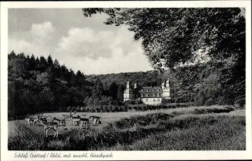 Ak Crottorf Friesenhagen Rheinland Pfalz, Schloss Crottorf, Hirschpark