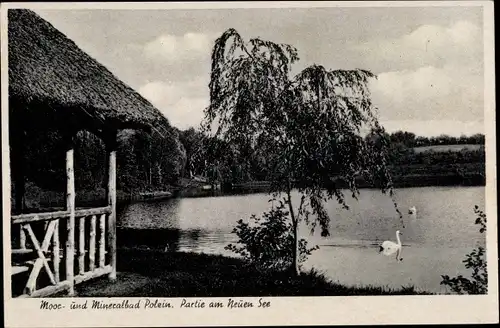 Ak Polczyn Zdrój Bad Polzin Pommern, Partie am Neuen See, Schwäne