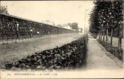 Ak Fontainebleau Seine et Marne, La Treille