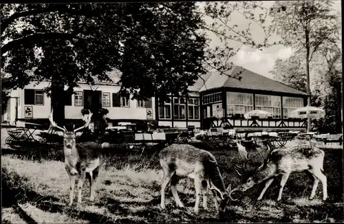 Ak Braunfels an der Lahn, Forsthaus im Tiergarten