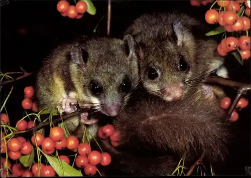 Ak Siebenschläfer, DJH Spendenkarte