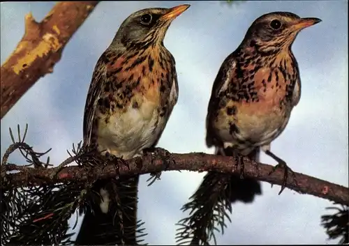 Ak Wacholderdrosseln, DJH Spendenkarte