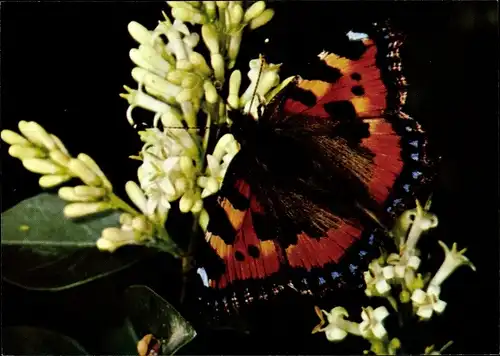 Ak Nesselfalter, Schmetterling, DJH Spendenkarte