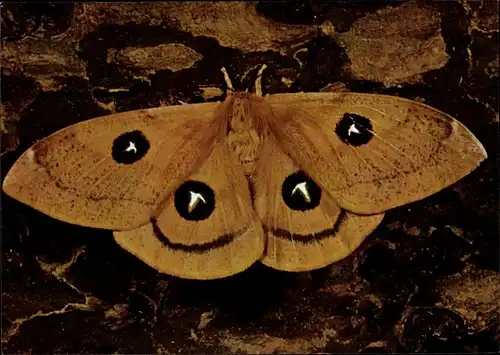 Ak Nagelfleck, Schmetterling, DJH Spendenkarte