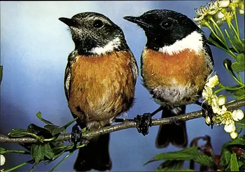 Ak Schwarzkehlchen, DJH Spendenkarte