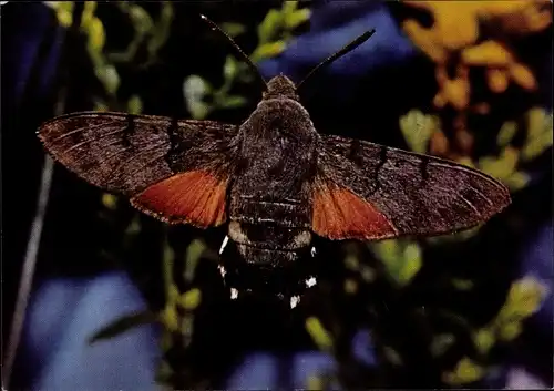 Ak Taubenschwanz, Schmetterling, DJH Spendenkarte