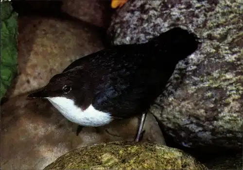 Ak Wasseramsel, DJH Spendenkarte