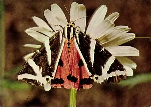 Ak Russischer Bär, Schmetterling, DJH Spendenkarte