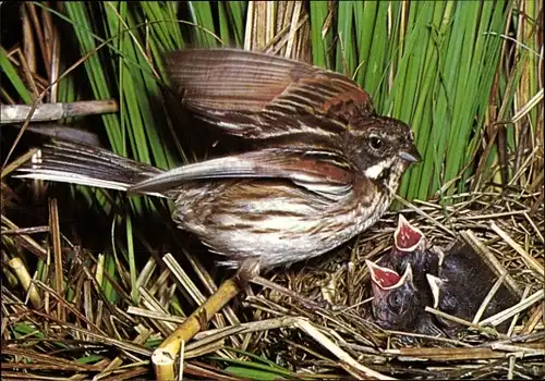 Ak Rohrammer, Küken im Nest, DJH Spendenkarte