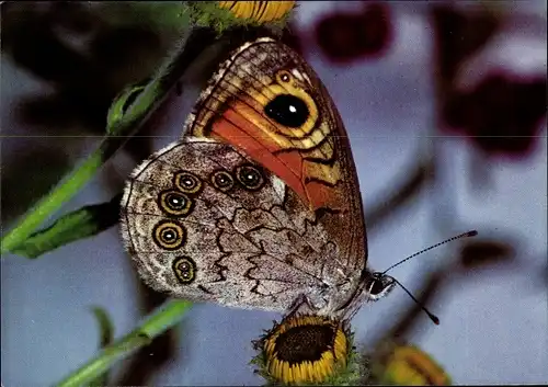 Ak Rispenfalter, Schmetterling, DJH Spendenkarte