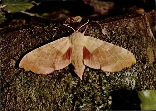 Ak Pappelschwärmer, Nachtfalter, Schmetterling, DJH Spendenkarte