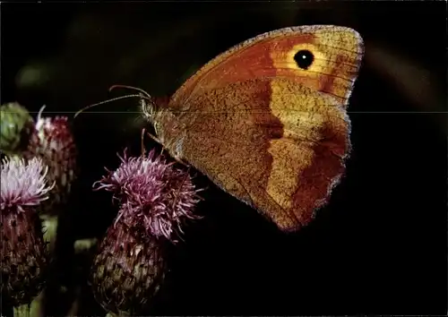 Ak Großes Ochsenauge, Schmetterling, DJH Spendenkarte