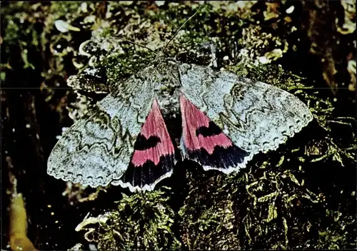 Ak Rotes Ordensband, Nachtfalter, Schmetterling, DJH Spendenkarte