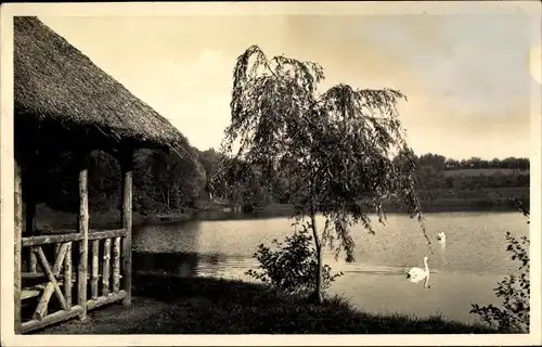 Foto Polczyn Zdrój Bad Polzin Pommern, Partie am Neuen See, Schwäne