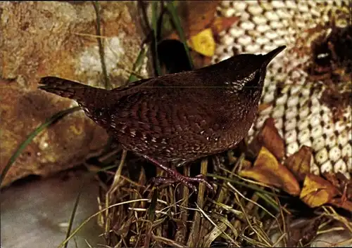 Ak Zaunkönig, DJH Spendenkarte